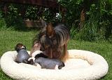 CHIEN NU CHINOIS 297